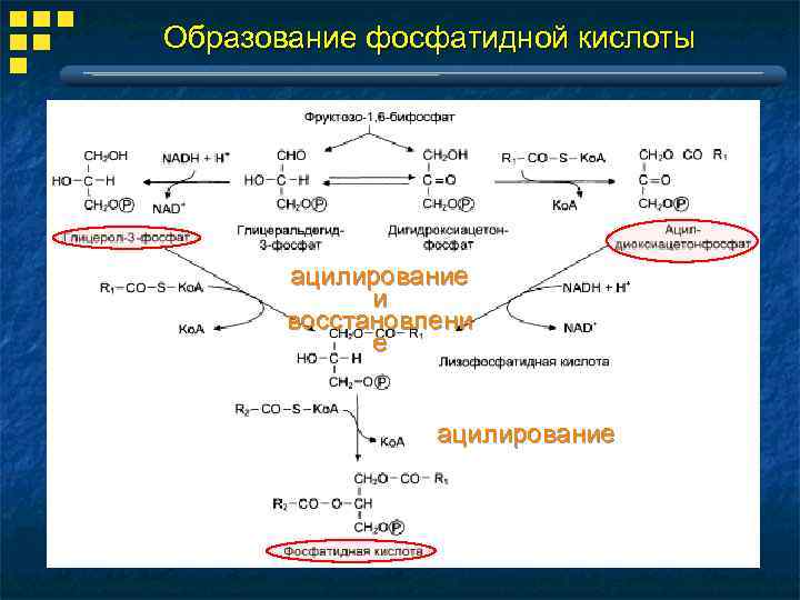 Схема переваривания крахмала биохимия