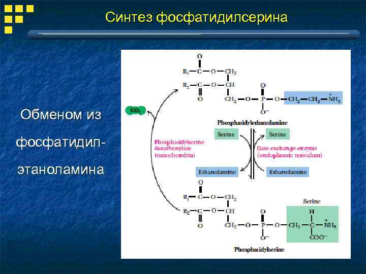 Схему реакции превращения фосфатидилсерина в фосфатидилэтаноламин