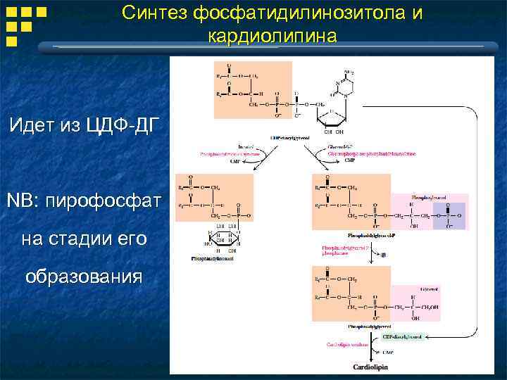 Синтез фосфатидилинозитола и кардиолипина Идет из ЦДФ-ДГ NB: пирофосфат на стадии его образования 