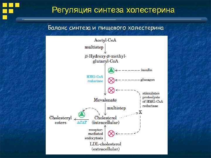 Синтез белка синтез липидов