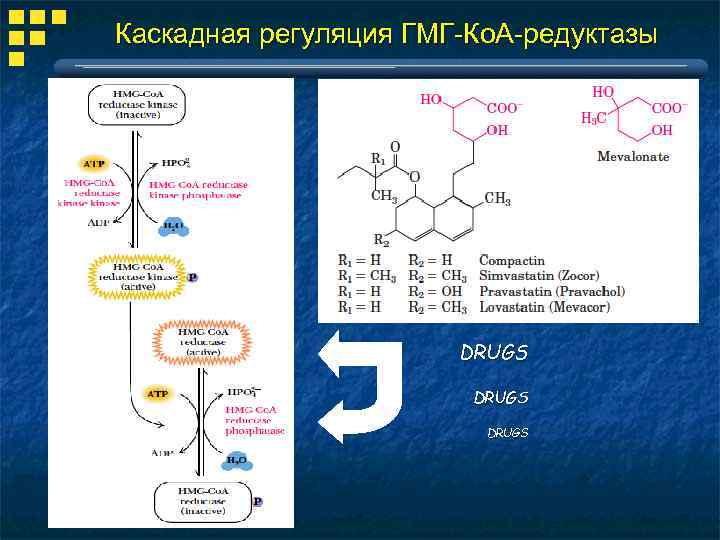 Каскадная регуляция ГМГ-Ко. А-редуктазы ПКА DRUGS 