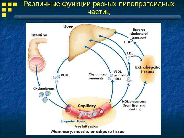 Различные функции разных липопротеидных частиц 