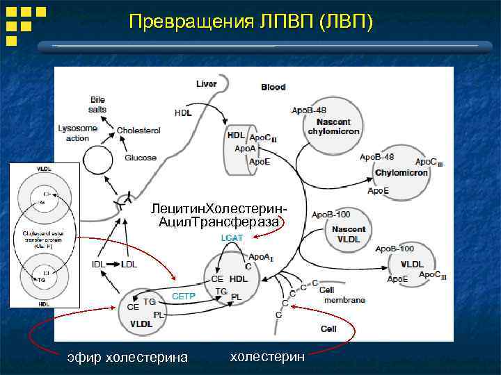 Превращения ЛПВП (ЛВП) Лецитин. Холестерин. Ацил. Трансфераза эфир холестерина холестерин 
