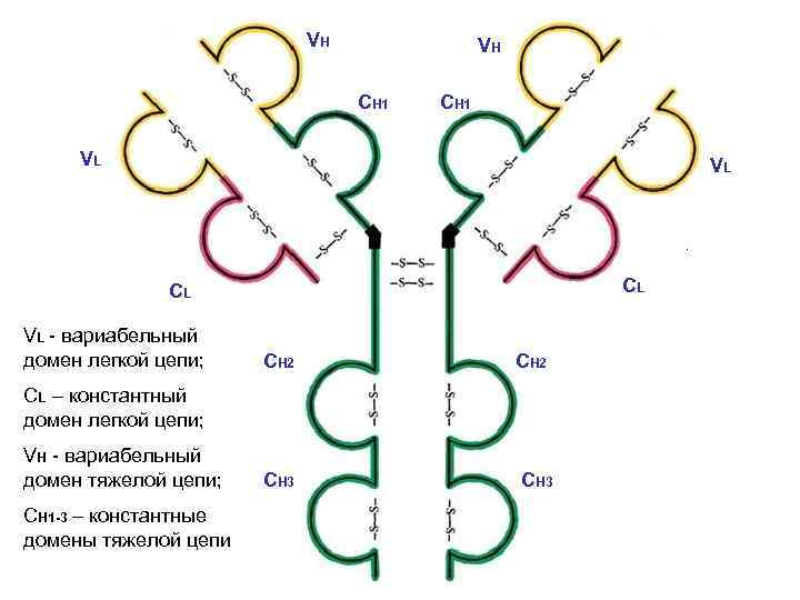 Домены антител. Константный домен. Вариабельный домен антитела. Гены вариабельных и константных доменов. Константные и вариабельные домены иммуноглобулинов.