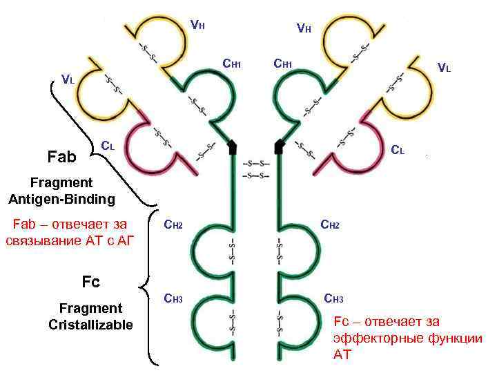 VH VH CH 1 VL VL CL Fab CL Fragment Antigen-Binding Fab – отвечает