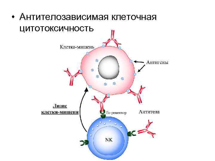  • Антителозависимая клеточная цитотоксичность 