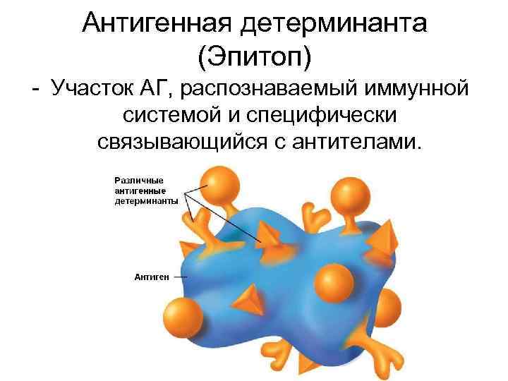 Антигенная детерминанта (Эпитоп) - Участок АГ, распознаваемый иммунной системой и специфически связывающийся с антителами.