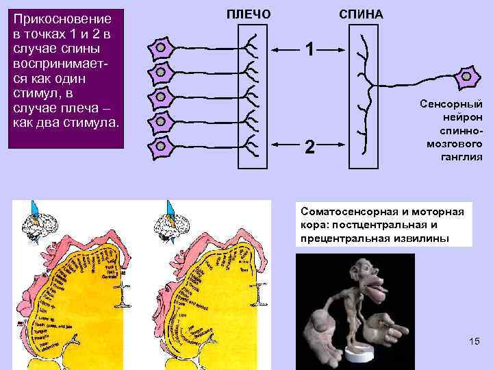 Прикосновение в точках 1 и 2 в случае спины воспринимается как один стимул, в