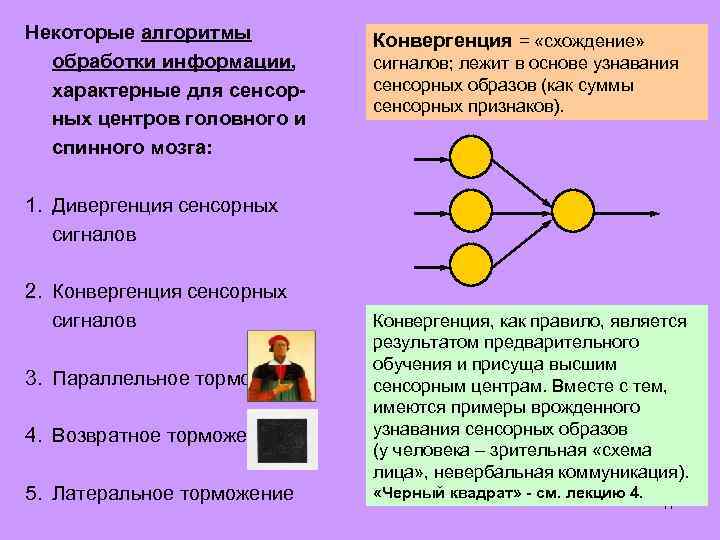 Некоторые алгоритмы обработки информации, характерные для сенсорных центров головного и спинного мозга: Конвергенция =