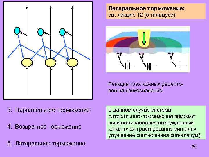 Некоторые алгоритмы обработки информации, характерные для сенсорных центров головного и спинного мозга: Латеральное торможение: