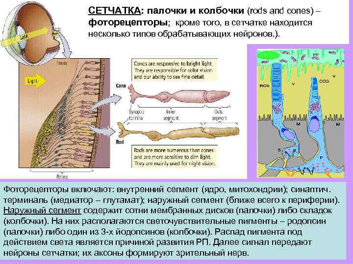 СЕТЧАТКА: палочки и колбочки (rods and cones) – фоторецепторы; кроме того, в сетчатке находится