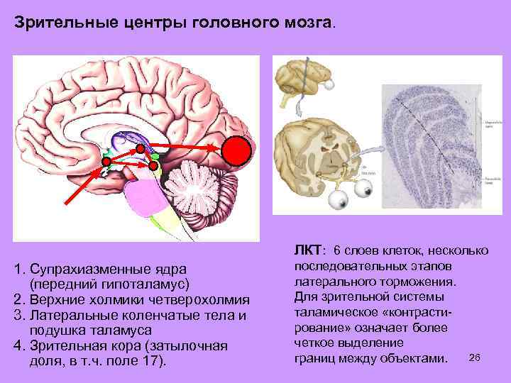 Зрительные центры головного мозга. ЛКТ: 6 слоев клеток, несколько 1. Супрахиазменные ядра (передний гипоталамус)