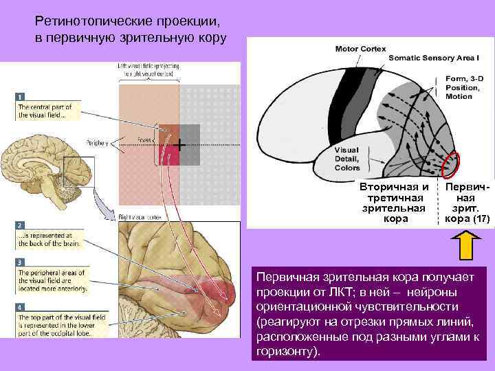 Ретинотопические проекции, в первичную зрительную кору Вторичная и третичная зрительная кора Первичная зрит. кора