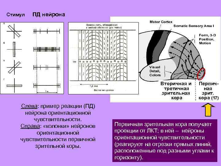 Стимул ПД нейрона Вторичная и третичная зрительная кора Слева: пример реакции (ПД) нейрона ориентационной