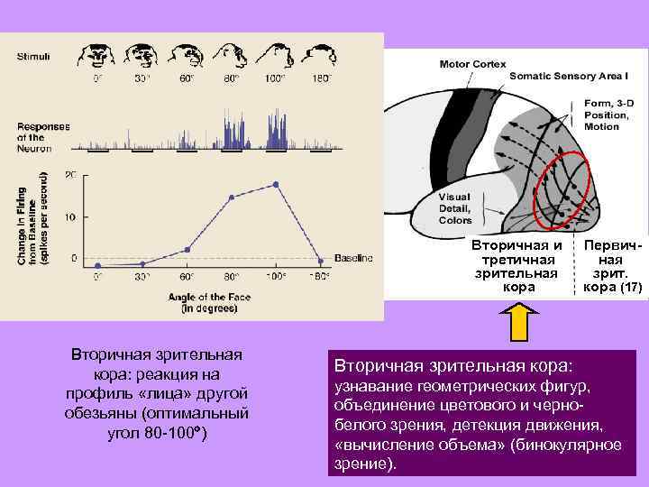 Схема строения сенсорной системы физиология