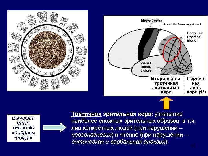 Схема строения сенсорной системы физиология