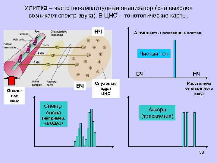 Улитка – частотно-амплитудный анализатор ( «на выходе» возникает спектр звука). В ЦНС – тонотопические