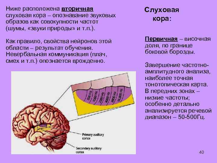 Ниже расположена вторичная слуховая кора – опознавание звуковых образов как совокупности частот (шумы, «звуки