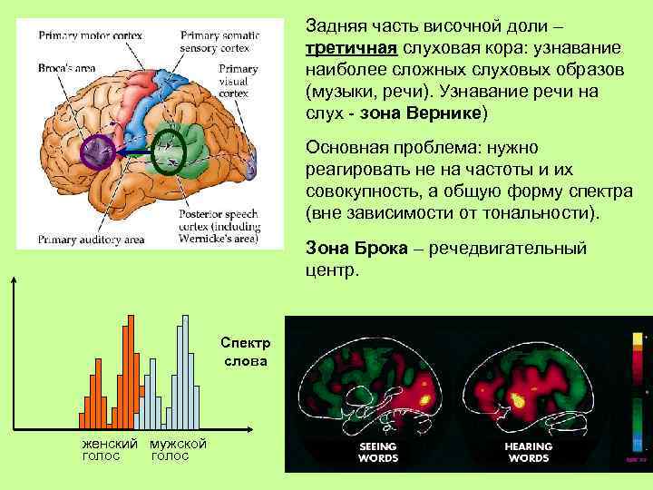 Моторная кора физиология