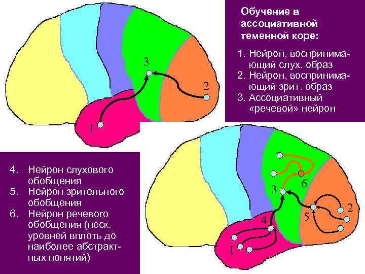 Схема строения сенсорной системы физиология