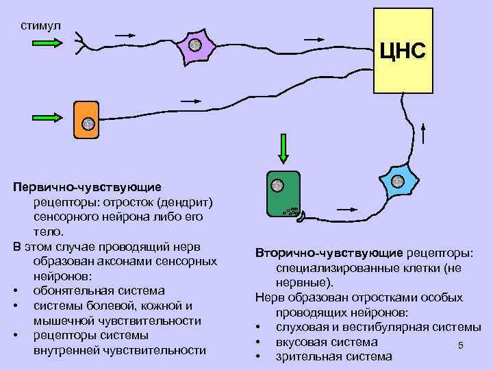 стимул ЦНС Первично-чувствующие рецепторы: отросток (дендрит) сенсорного нейрона либо его тело. В этом случае