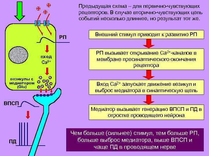 Предыдущая схема – для первично-чувствующих рецепторов. В случае вторично-чувствующих цепь событий несколько длиннее, но