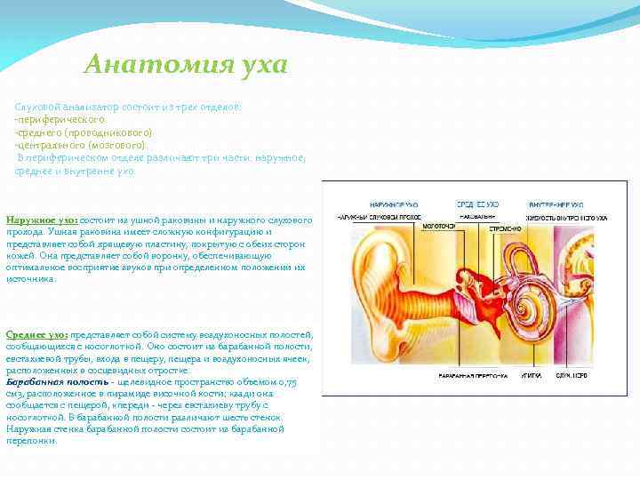 Анатомия уха Слуховой анализатор состоит из трех отделов: -периферического -среднего (проводникового) -центрального (мозгового). В