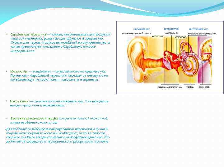  • Барабанная перепонка — тонкая, непроницаемая для воздуха и жидкости мембрана, разделяющая наружное