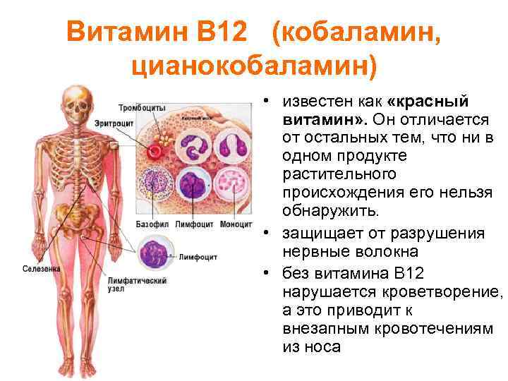 Витамин В 12 (кобаламин, цианокобаламин) • известен как «красный витамин» . Он отличается от