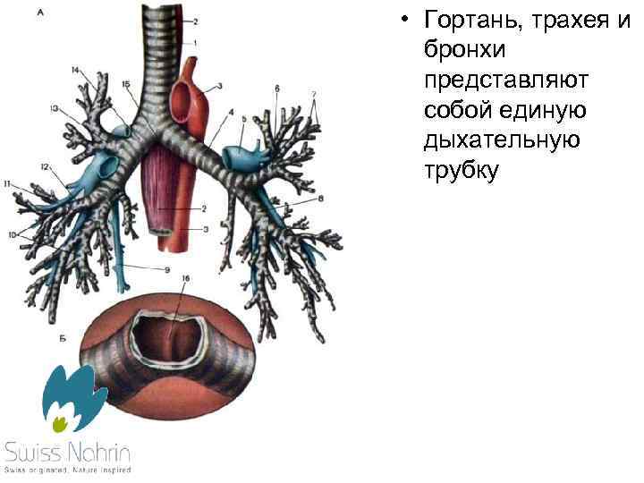 Трахея и бронхи картинка