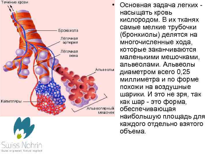 Ткань альвеол