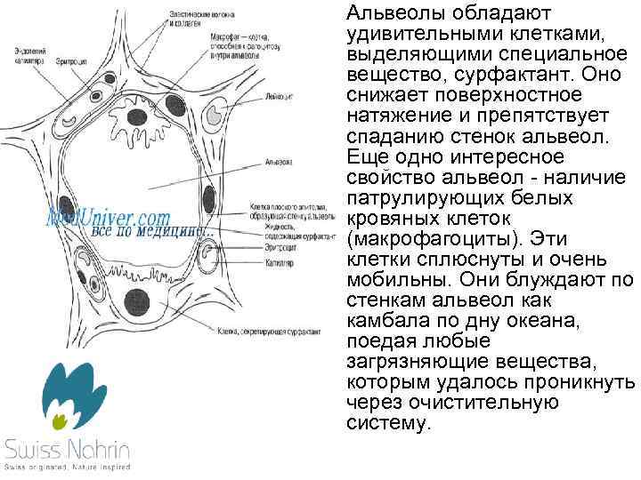 Слипанию стенок альвеол препятствует