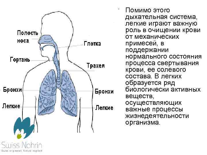 Карта дыхания