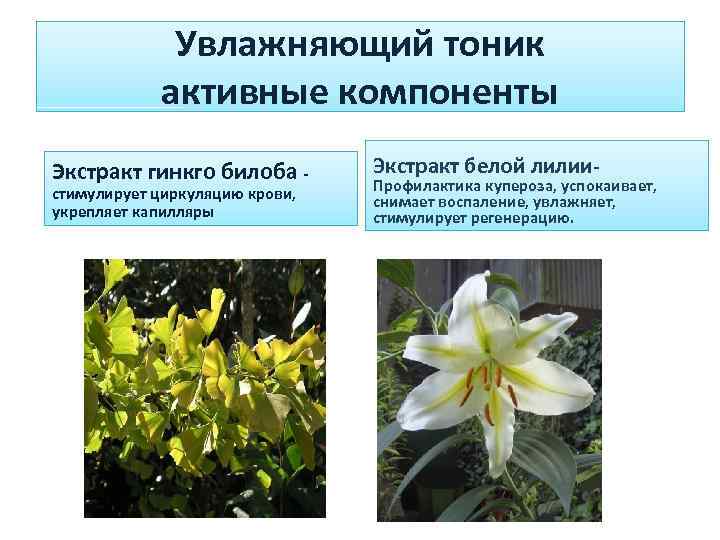 Увлажняющий тоник активные компоненты Экстракт гинкго билоба - стимулирует циркуляцию крови, укрепляет капилляры Экстракт