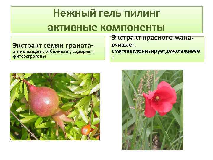 Нежный гель пилинг активные компоненты Экстракт семян граната- антиоксидант, отбеливает, содержит фитоэстрогены Экстракт красного