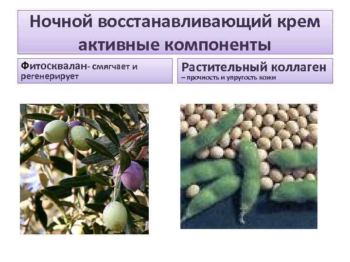 Ночной восстанавливающий крем активные компоненты Фитосквалан- смягчает и регенерирует Растительный коллаген – прочность и