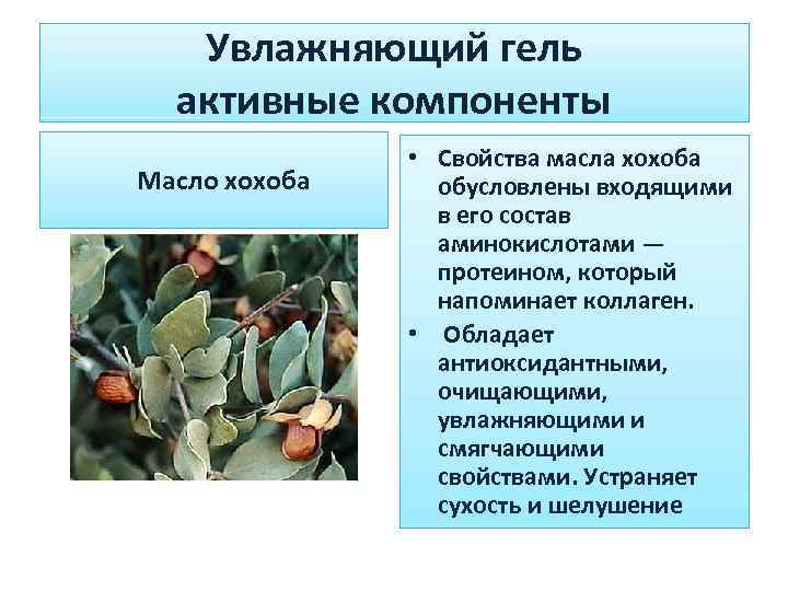 Увлажняющий гель активные компоненты Масло хохоба • Свойства масла хохоба обусловлены входящими в его