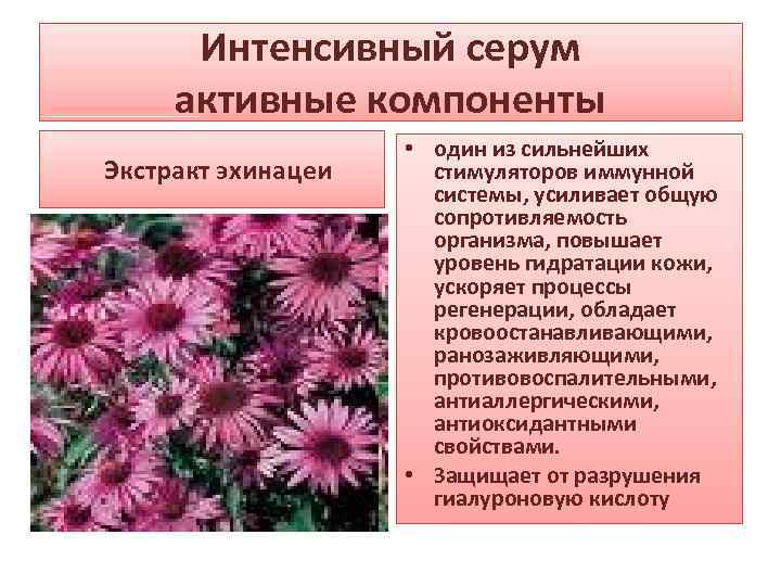 Интенсивный серум активные компоненты Экстракт эхинацеи • один из сильнейших стимуляторов иммунной системы, усиливает
