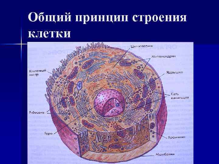 Общий принцип строения клетки 