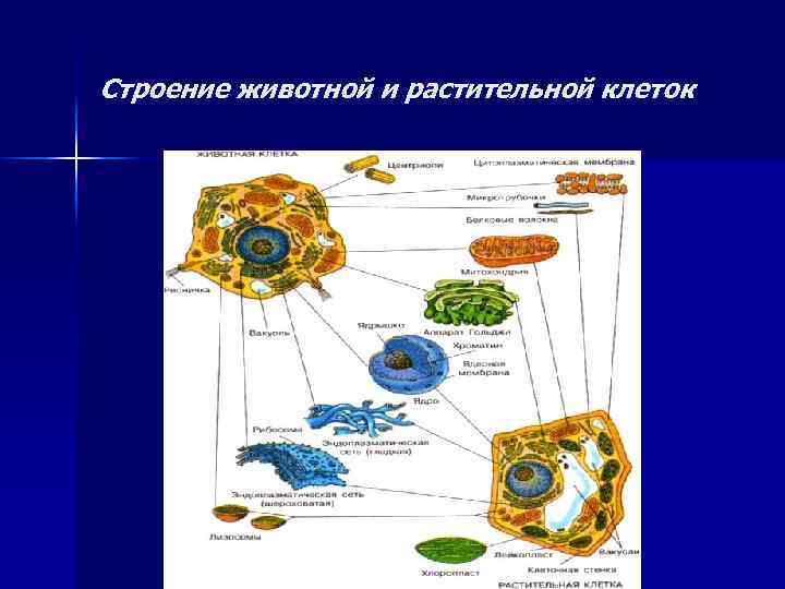 Строение животной и растительной клеток 