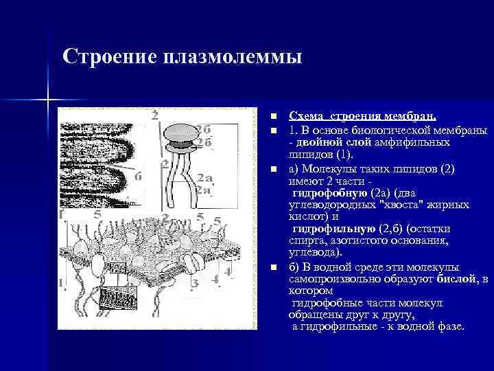 Строение плазмолеммы n n Схема строения мембран. 1. В основе биологической мембраны - двойной