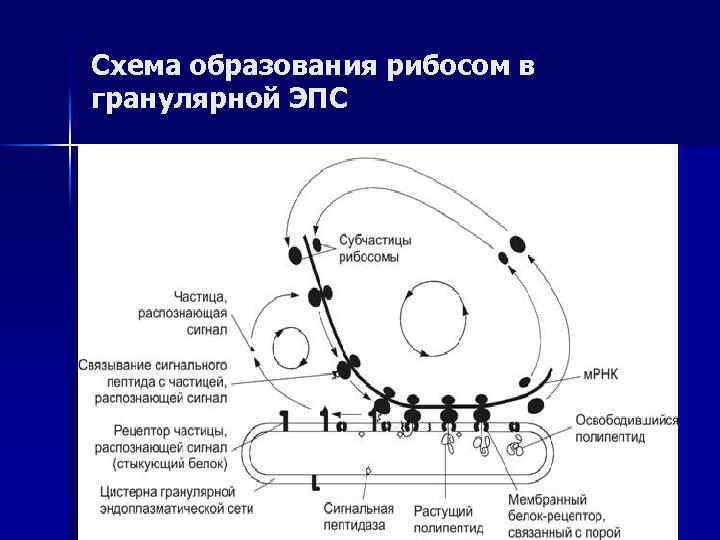 Схема образования рибосом в гранулярной ЭПС 