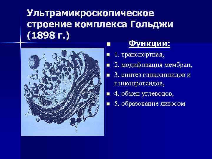 Ультрамикроскопическое строение комплекса Гольджи (1898 г. ) n n n Функции: 1. транспортная, 2.