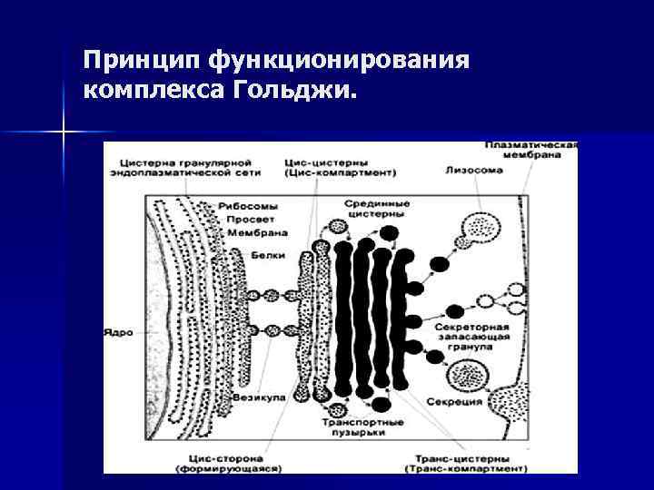 Принцип функционирования комплекса Гольджи. 