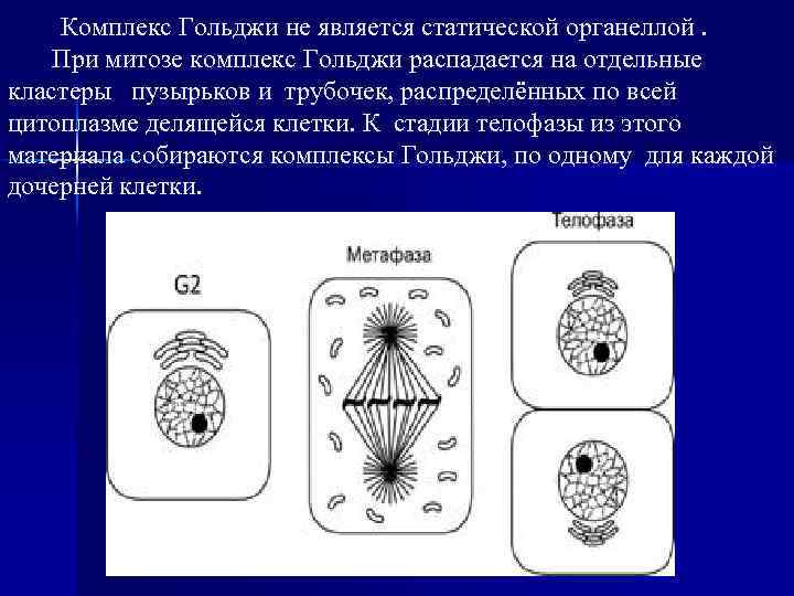  Комплекс Гольджи не является статической органеллой. При митозе комплекс Гольджи распадается на отдельные