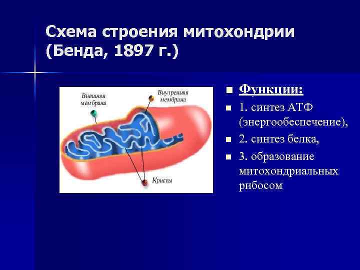 Схема строения митохондрии (Бенда, 1897 г. ) n Функции: n 1. синтез АТФ (энергообеспечение),