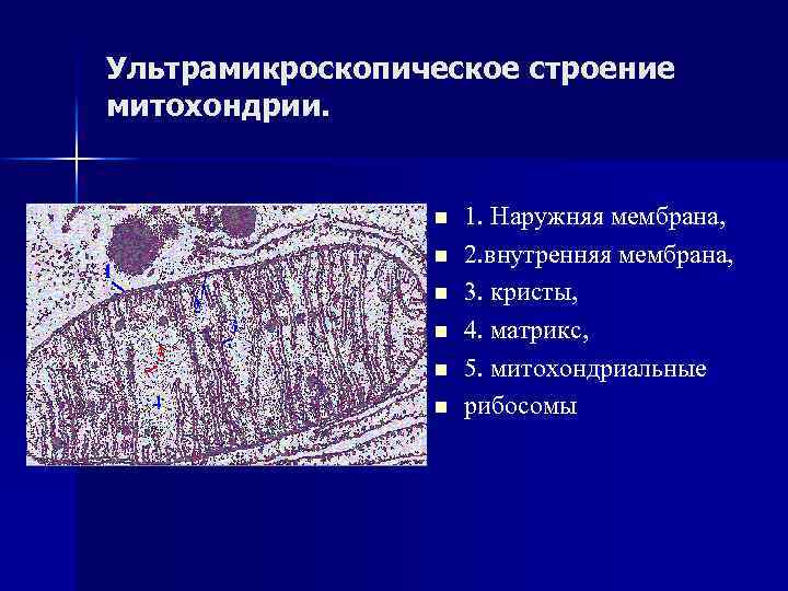 Ультрамикроскопическое строение митохондрии. n n n 1. Наружняя мембрана, 2. внутренняя мембрана, 3. кристы,