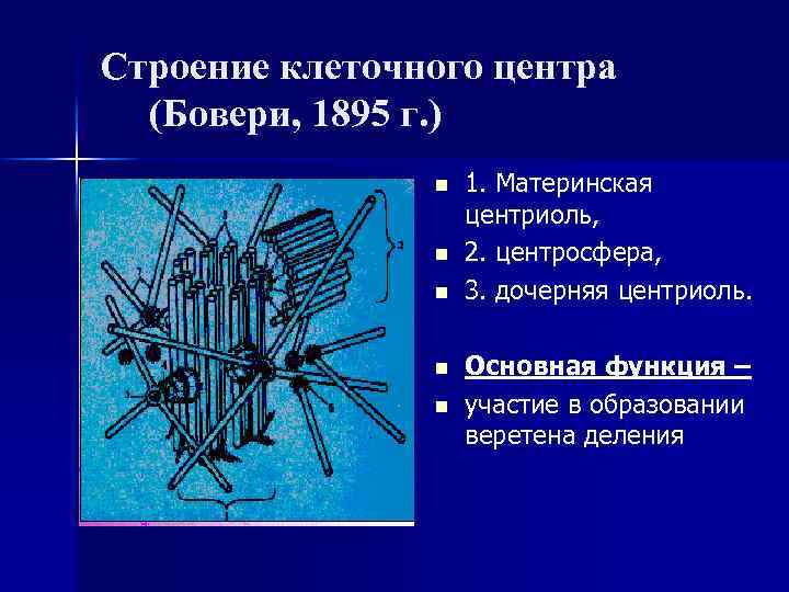 Строение клеточного центра (Бовери, 1895 г. ) n n n 1. Материнская центриоль, 2.