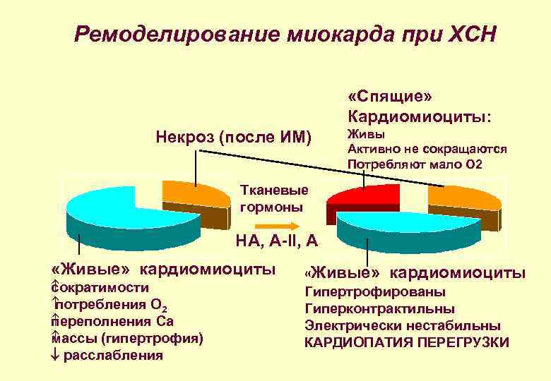 Ремоделирование миокарда при ХСН «Спящие» Кардиомиоциты: Некроз (после ИМ) Живы Активно не сокращаются Потребляют