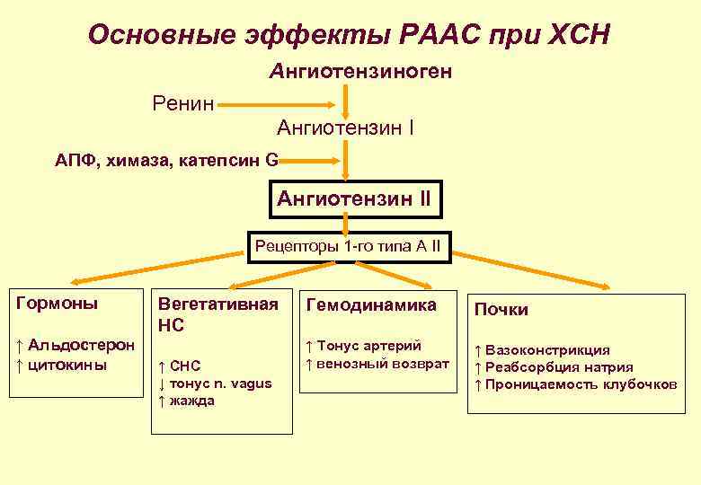 Основные эффекты РААС при ХСН Ангиотензиноген Ренин Ангиотензин I АПФ, химаза, катепсин G Ангиотензин